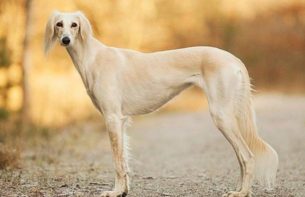 Собаки » породы » среднеазиатская борзая (тазы)