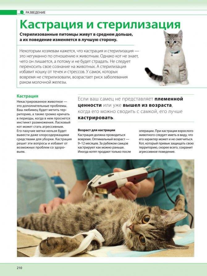 Можно ли стерилизовать собаку во время течки: делать стерилизацию
