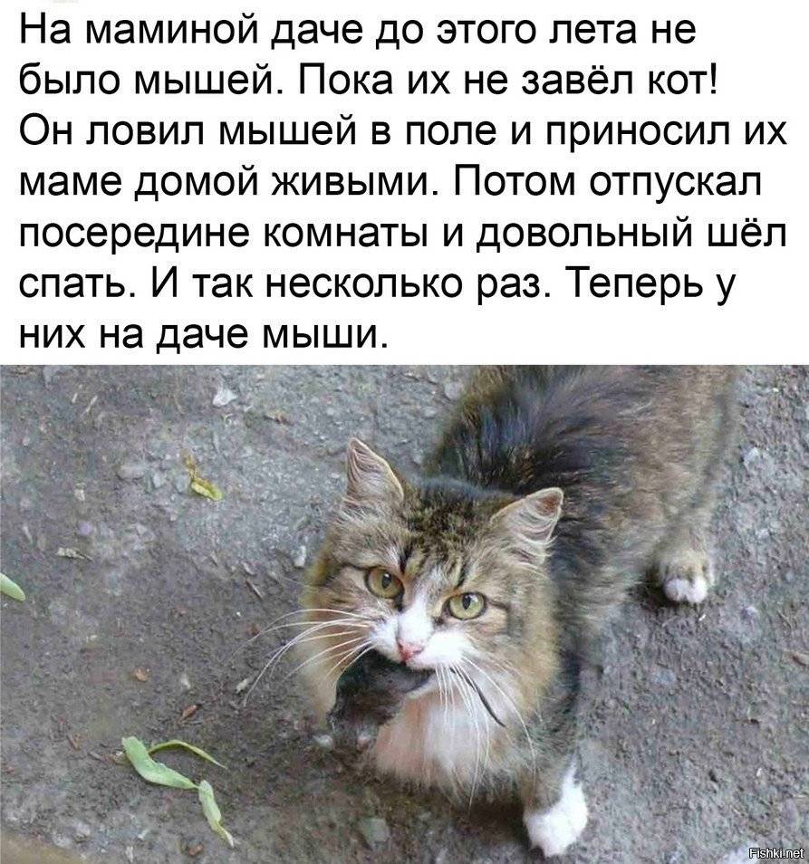 Можно ли кошке есть мышей