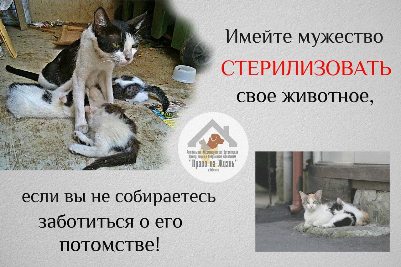 У кошки течка после стерилизации: почему гуляет, что делать - zoosecrets