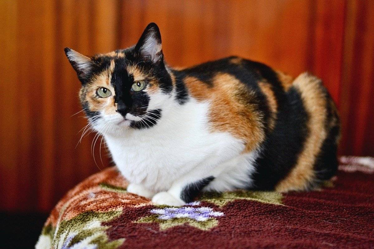 Бывают ли трехцветные коты-мальчики, норма это или нет: таблица