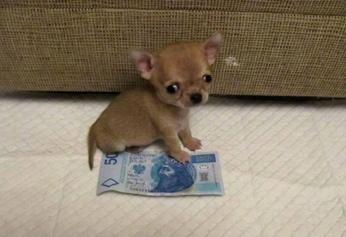 Порода самой маленькой собаки цена