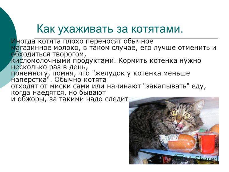 Осознанный уход за котёнком и взрослыми кошками