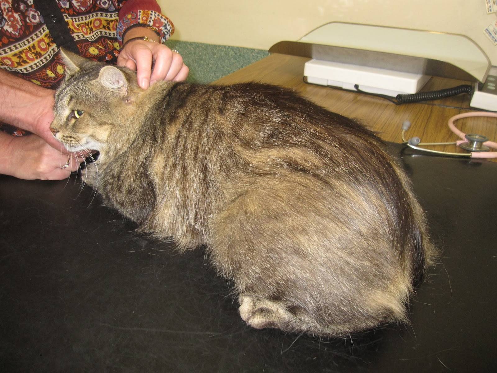 ᐉ чем лечить расчесы у кошки от блох, блошиный дерматит у кошек симптомы и лечение - zooshop-76.ru