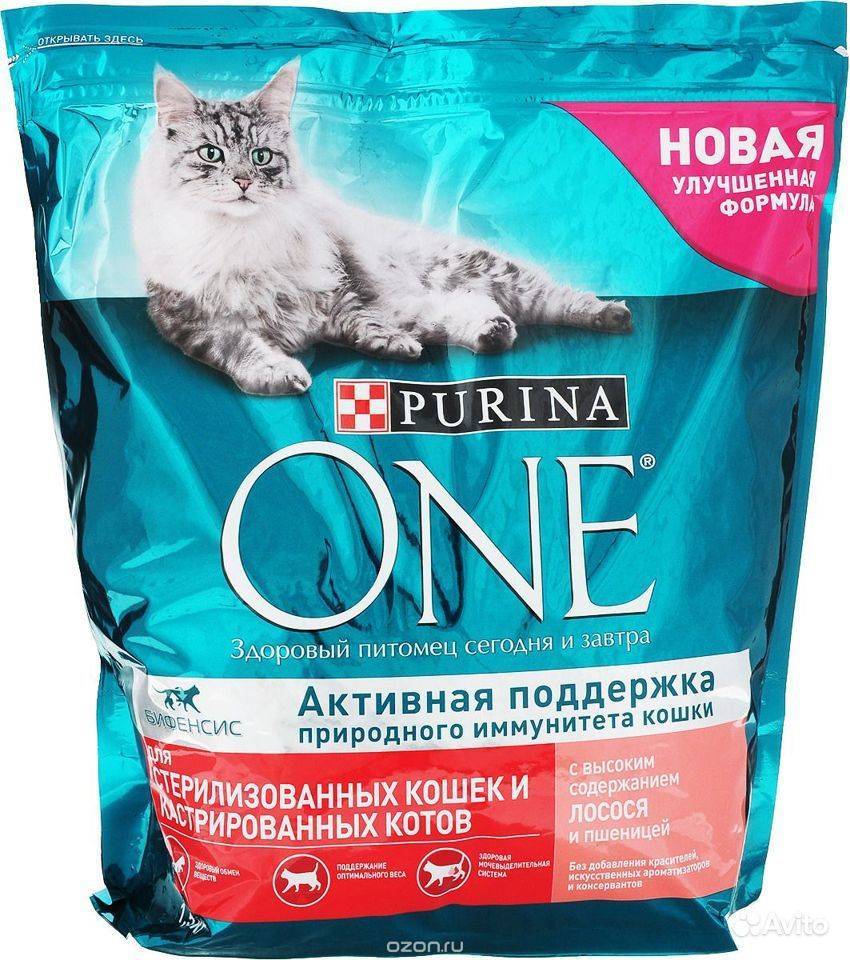 Питание стерилизованных кошек: советы по выбору корма