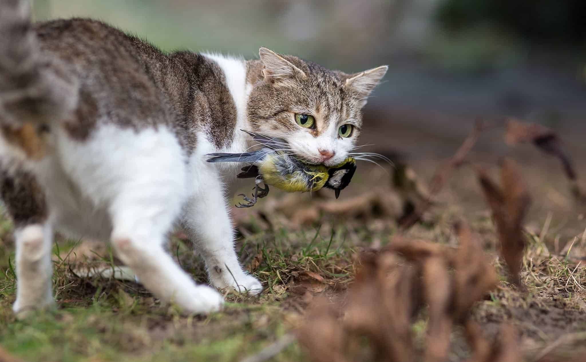 Пытаемся поймать кота. Кошка охотится. Кот охотник. Кошка на охоте. Кошка охотится на мышь.