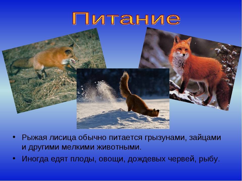 Лиса описание. Презентация на тему лисы. Рассказ о лисе. Лиса для презентации. Лиса относится к группе