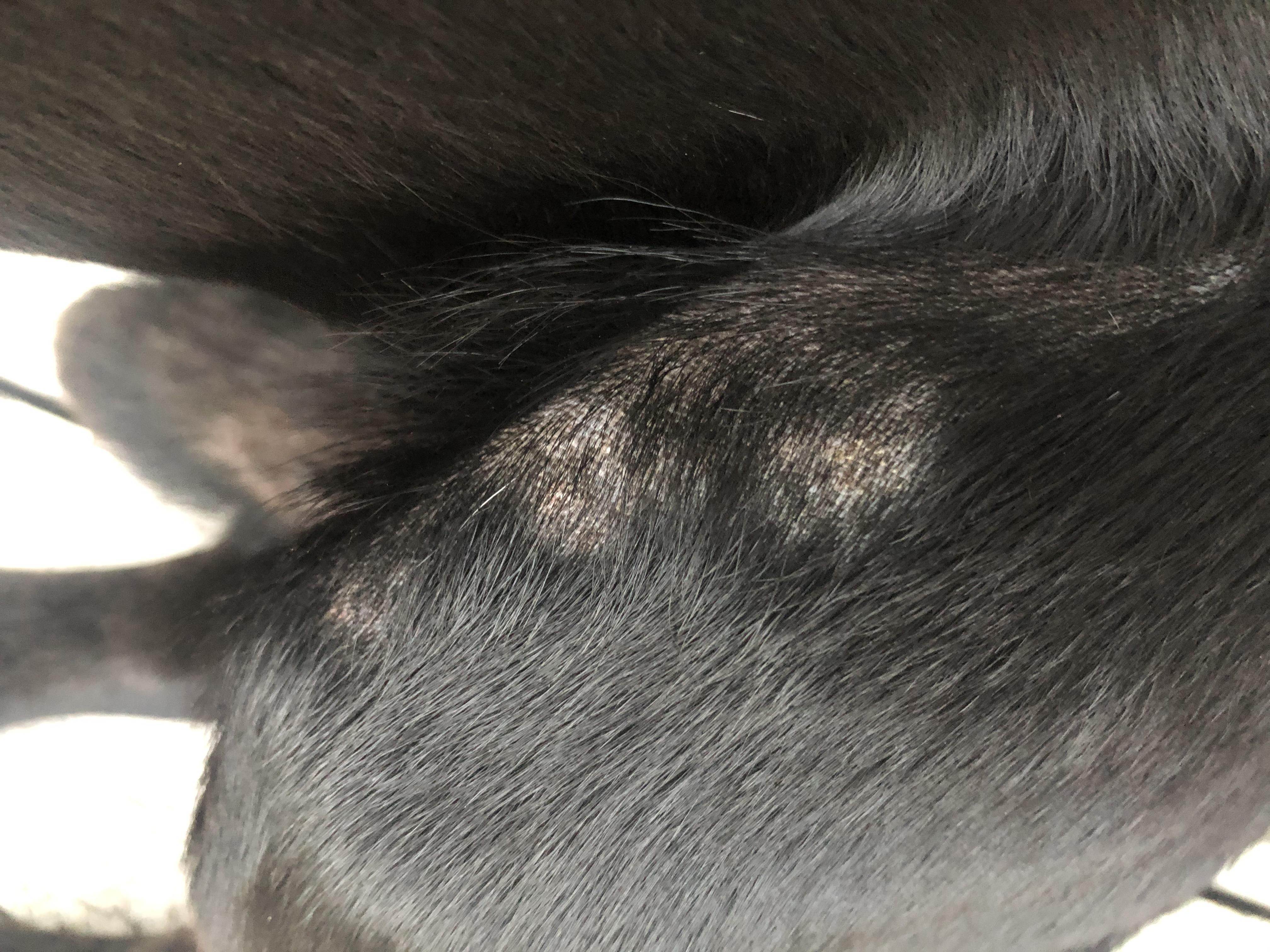 Лечение облысения собаки у хвоста с разрастающимся воспалением