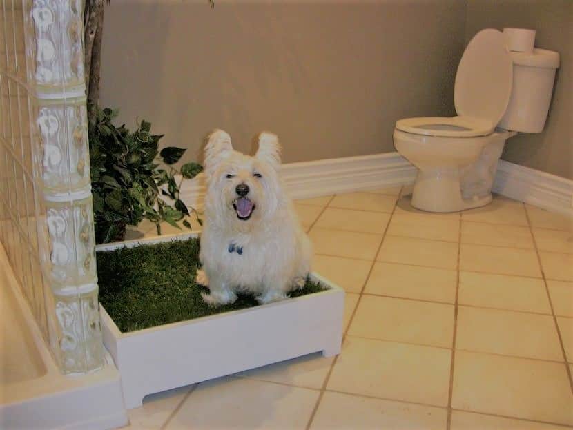 Как приучить щенка к туалету в квартире