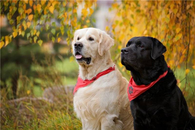 Ретривер и лабрадор: в чем разница и чем отличаются собаки, как выглядят на фото и каким характером обладают