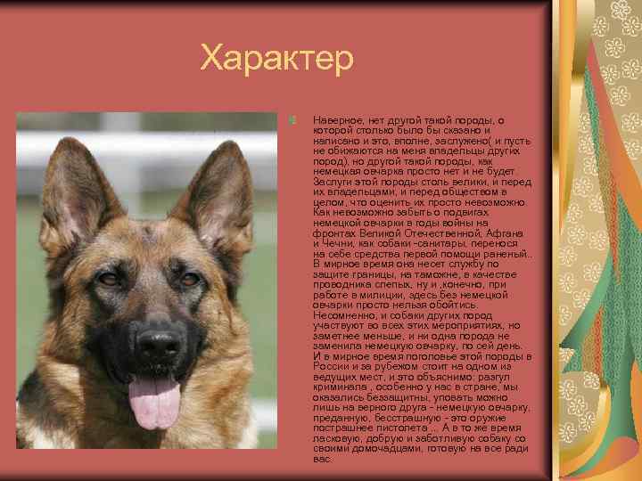 Интересное о московских овчарках: внешность и характер сторожевого пса