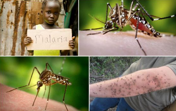 Самый большой комар в мире фото и название