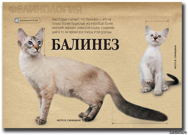 Кошки породы балинез: описание породы, характер, особенности ухода