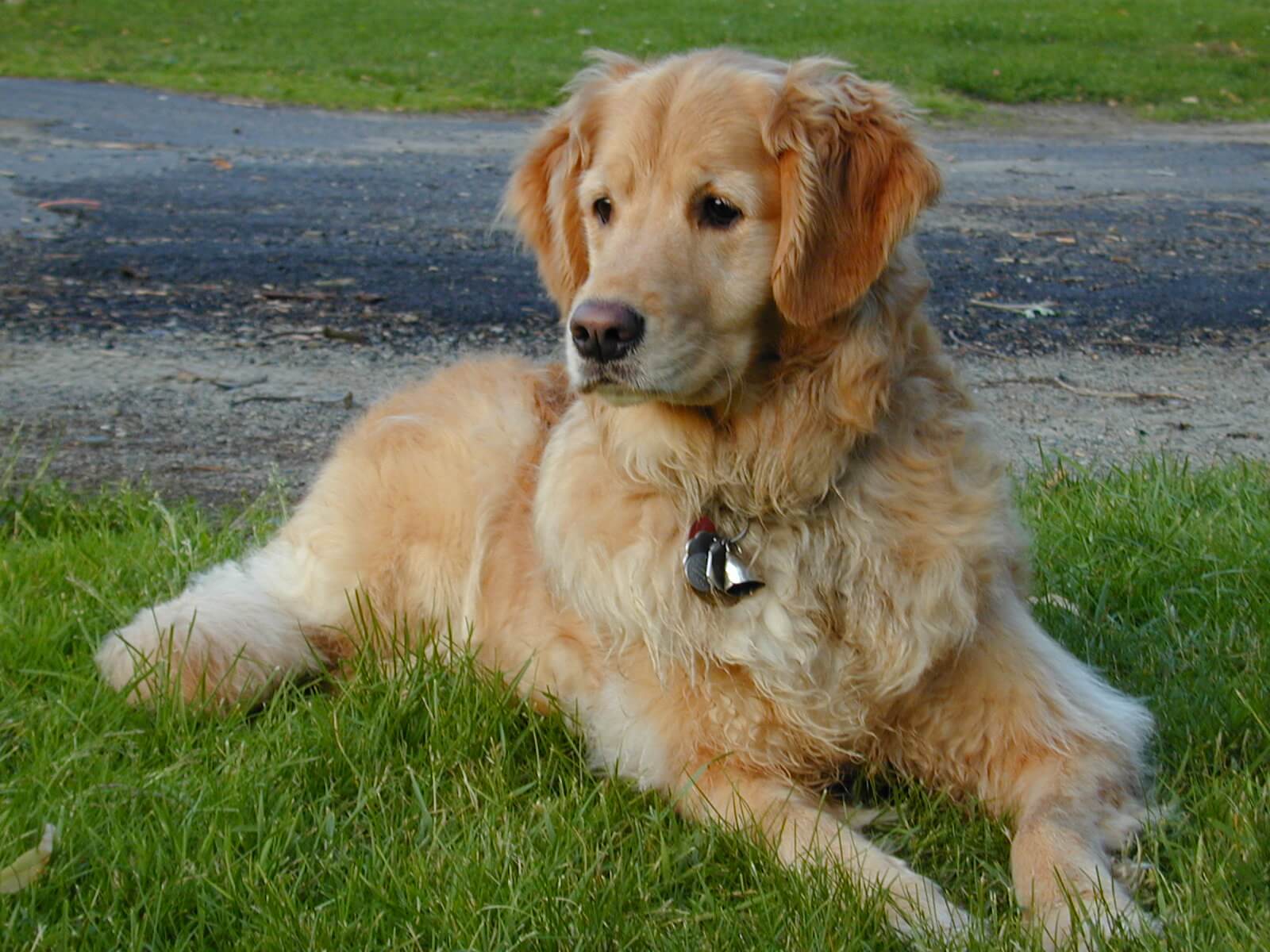 Золотистый (голден) ретривер — солнечная собака