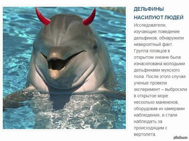 Дельфины | stena.ee