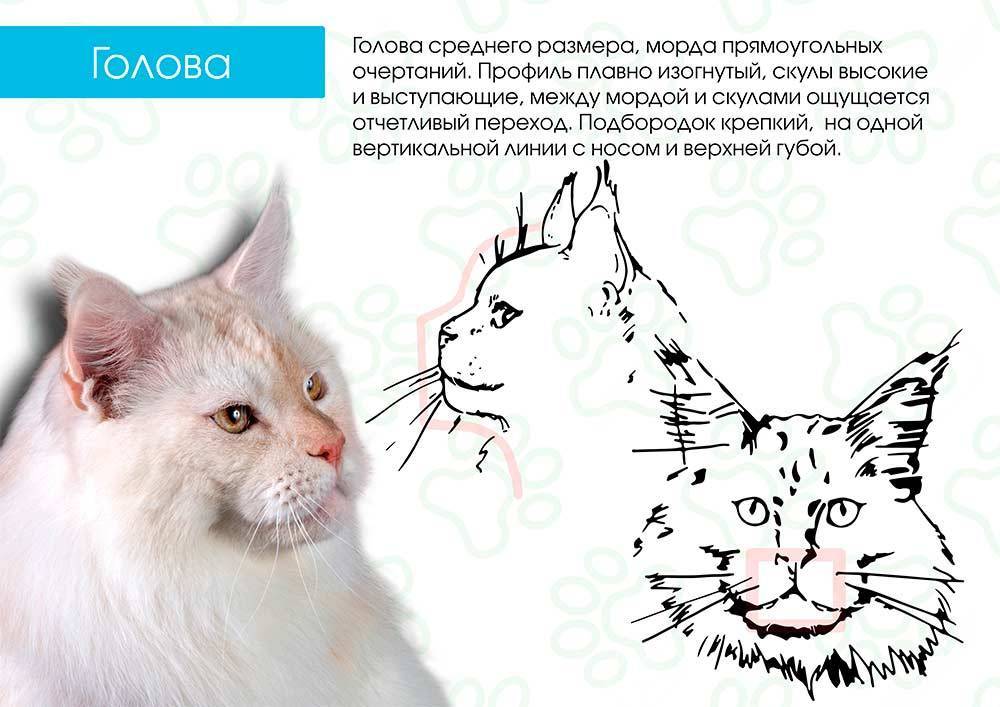 5 пород кошек с кисточками на ушах и одна дикая кошка.