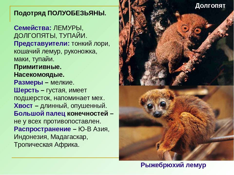 Галаго — особенности зверька, фото и описание. сенегальский галаго фото, описание, ареал, питание, враги ✔