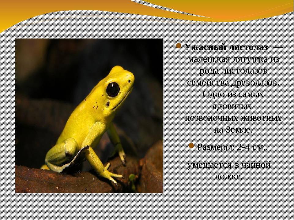 Интересные факты о земноводных