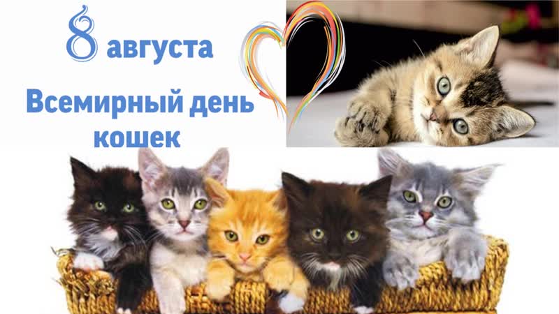 Всемирный день кошек: когда и как празднуют, интересные факты