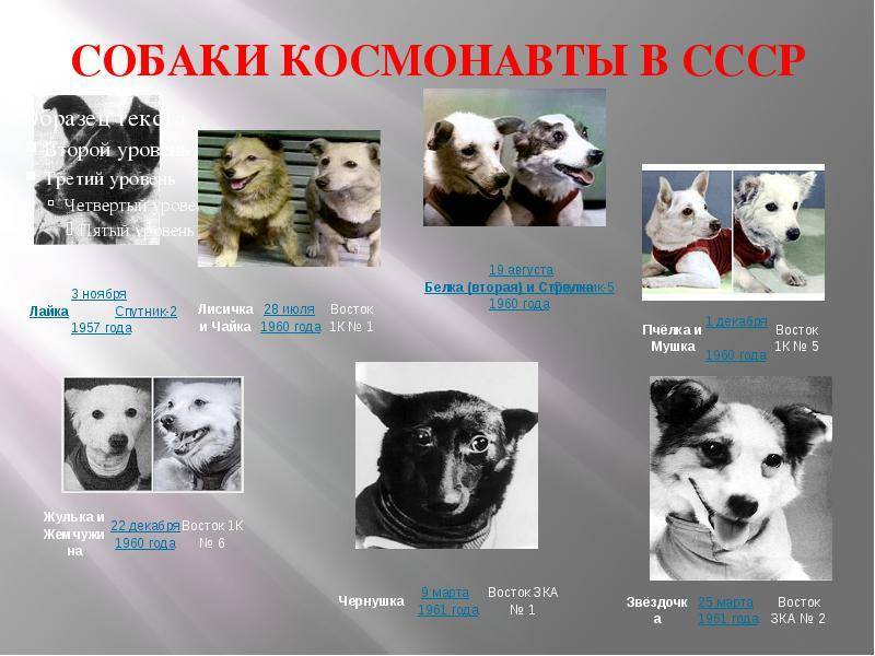 Белка и стрелка – первые собаки в космосе