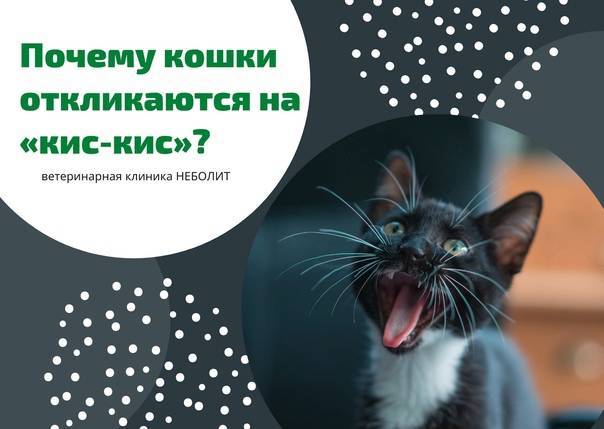Почему кошки откликаются на кис кис
