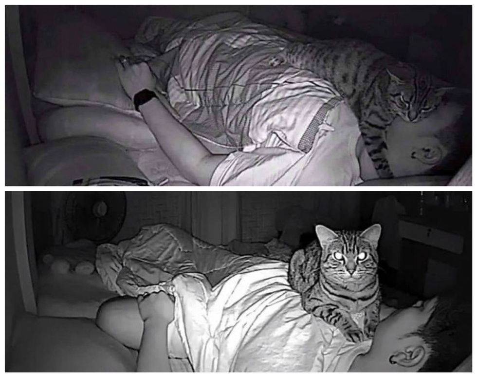 Что делать, если кошка не дает ночью спать