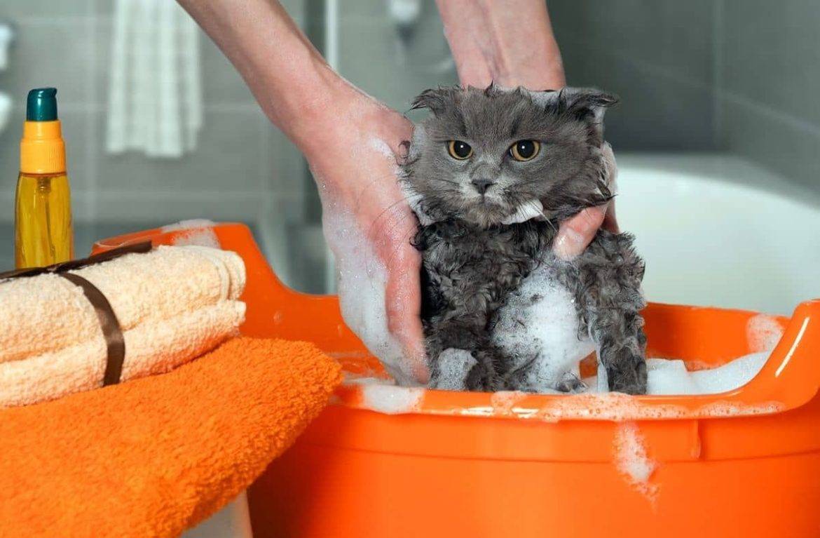 Можно мыть кота мылом
