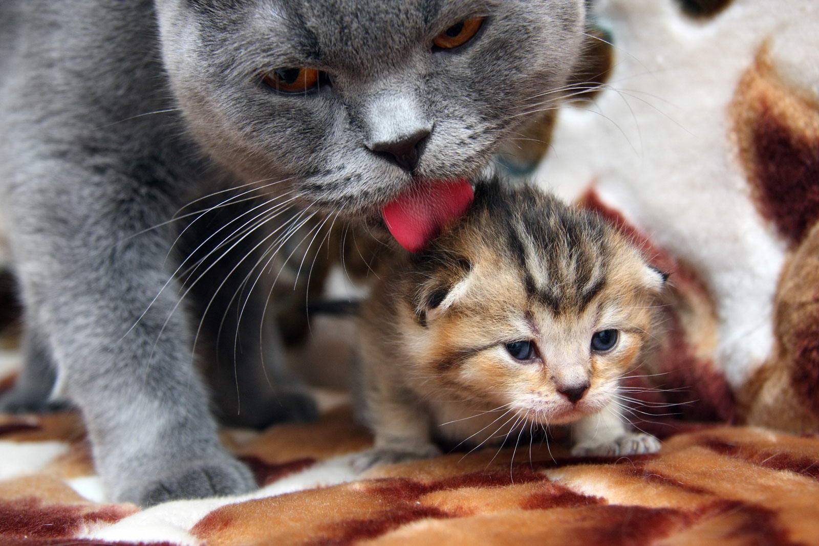 Кошечка с котятами. Кошка с котятами. Мама кошка и котенок. Кошка скатитоми. Котята с мамой.