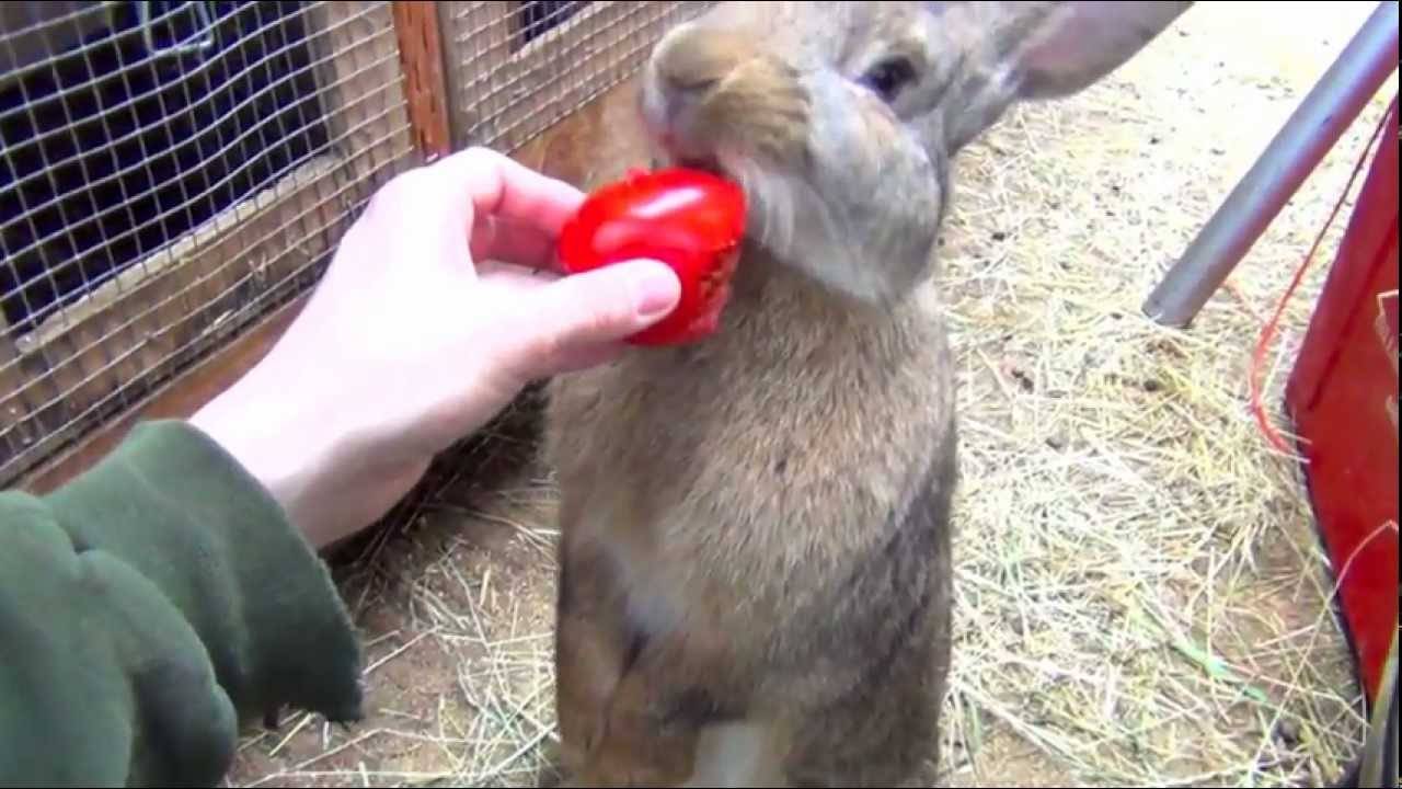 Можно давать кроликам свеклу. Кролик ест свеклу. Кролик с помидорами. Кормовая свекла для кроликов.