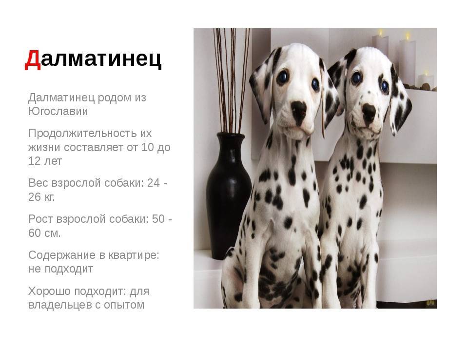 Далматин (далматинец) — фото, описание породы собак и характеристика, особенности характера