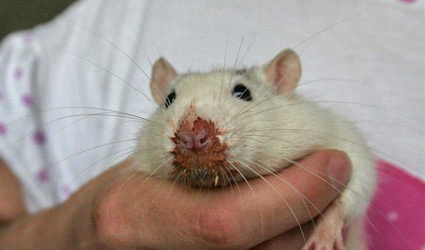 Крыса чихает когда есть