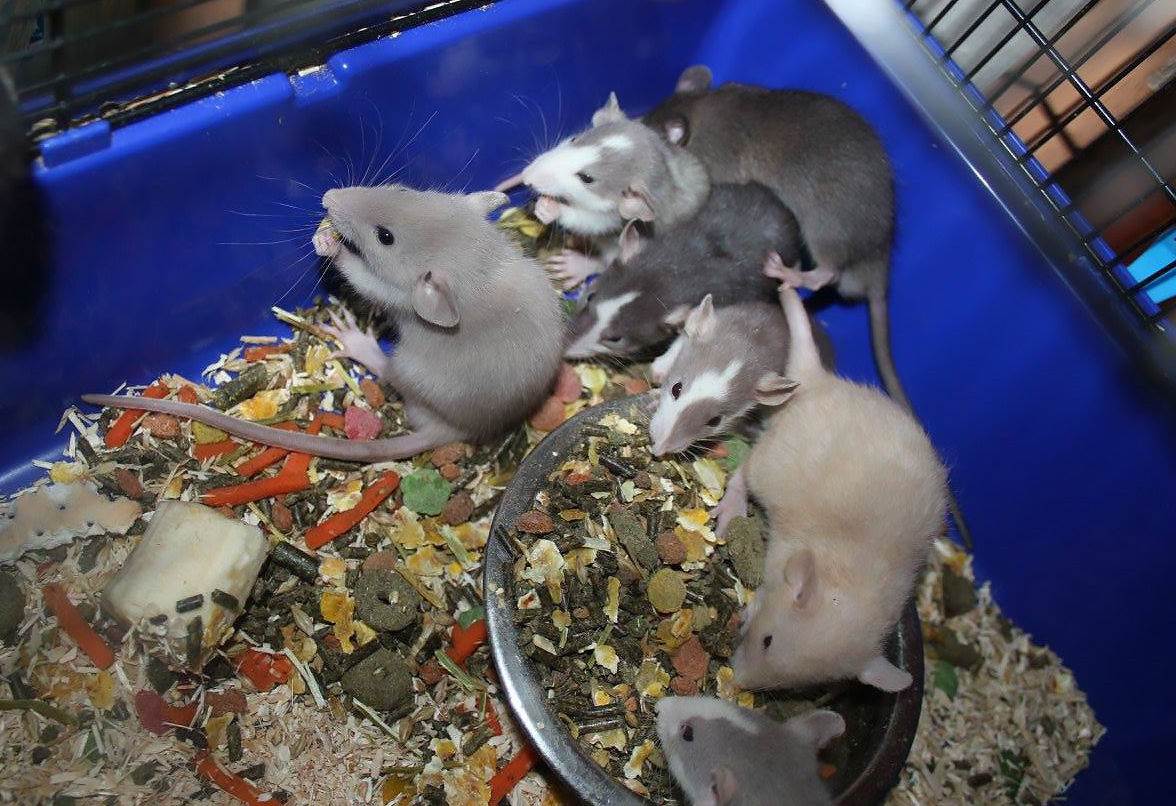 Стоит ли заводить домашнюю крысу: плюсы и минусы