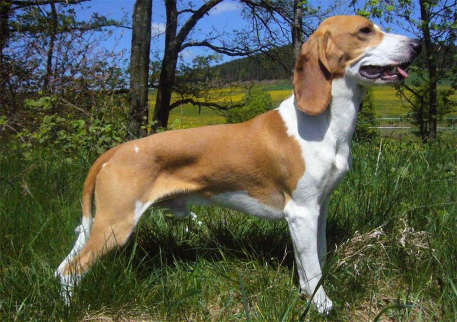 Гончие породы собак – немного истории, особенности, отличия в охоте и квалификация
