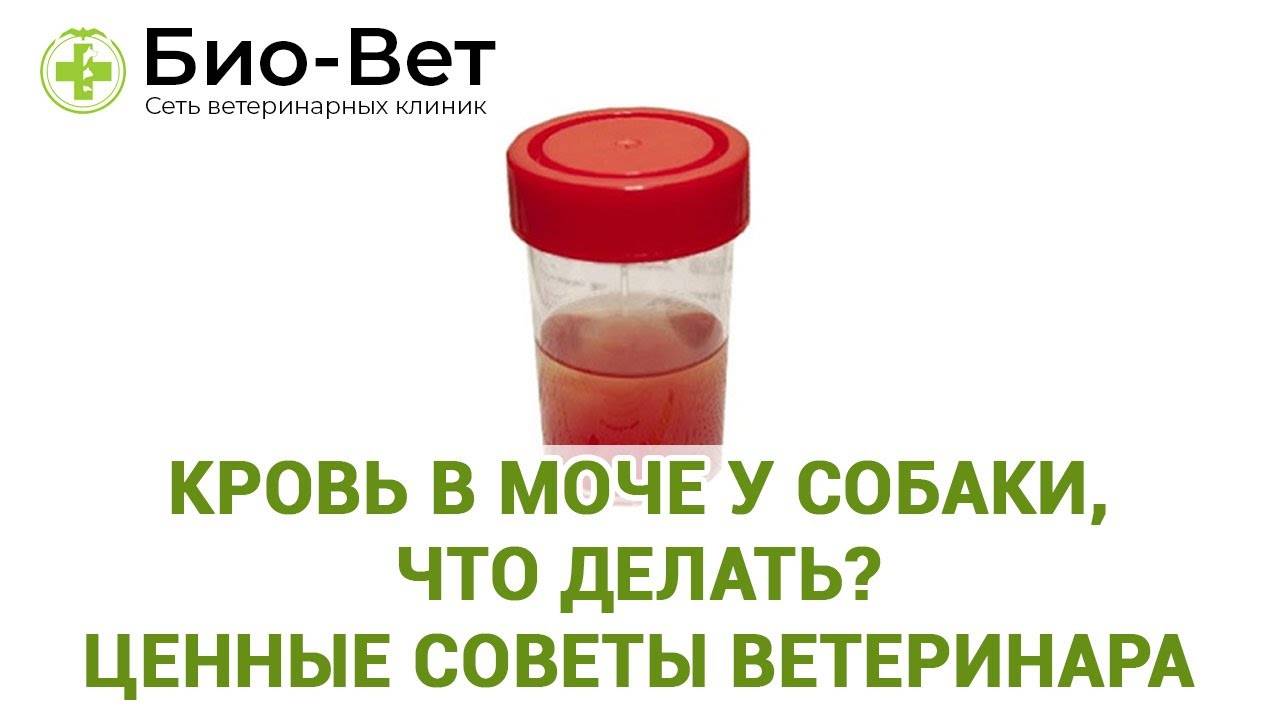 Энтеробиоз у детей - причины заражения, симптомы, лечение, опасность заболевания, профилактика | см-клиника