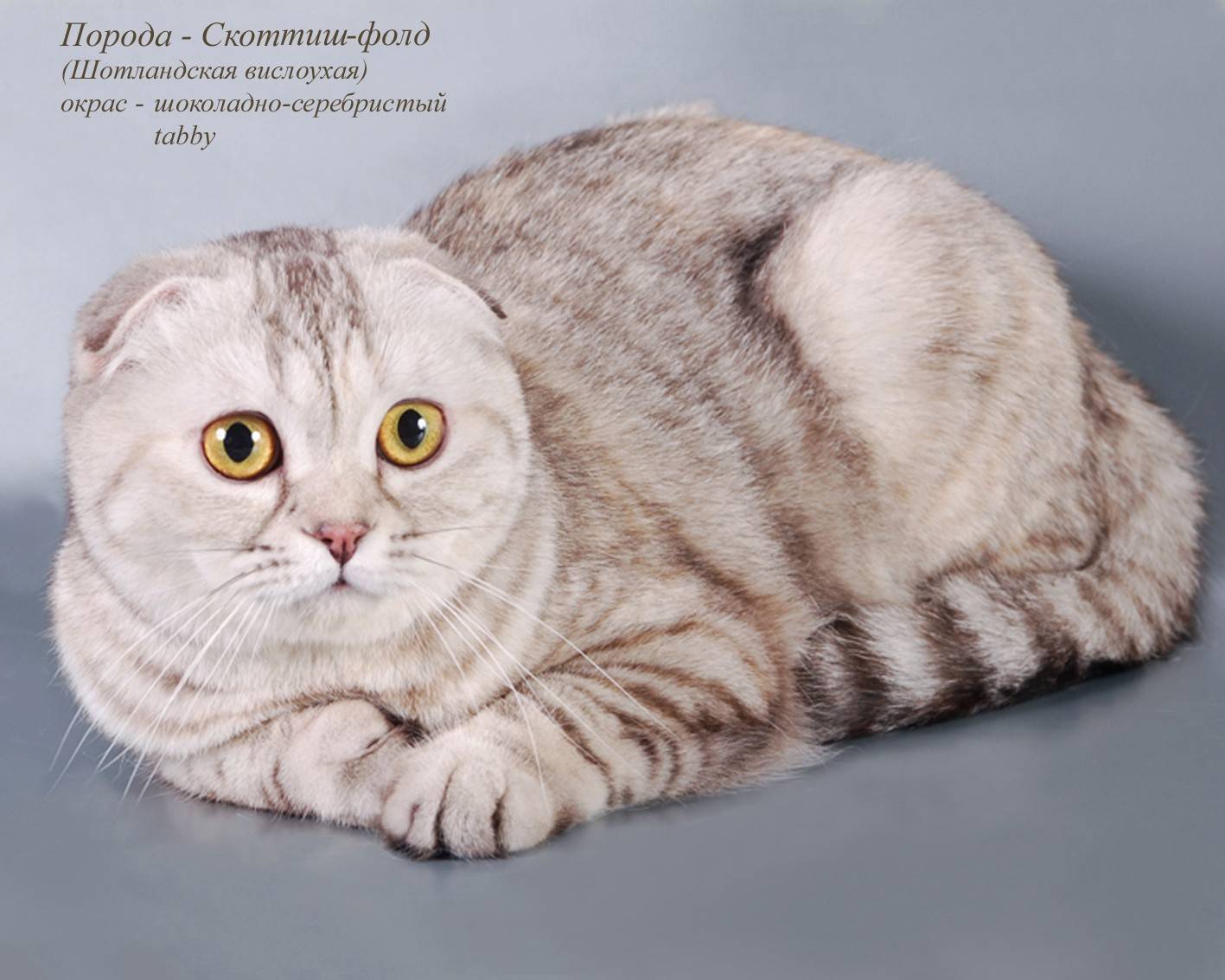 Шотландская вислоухая кошка: фото, описание, характер, содержание, отзывы