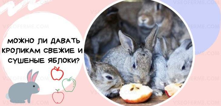 Можно ли кроликам давать яблоки, как кормить кроликов яблоками