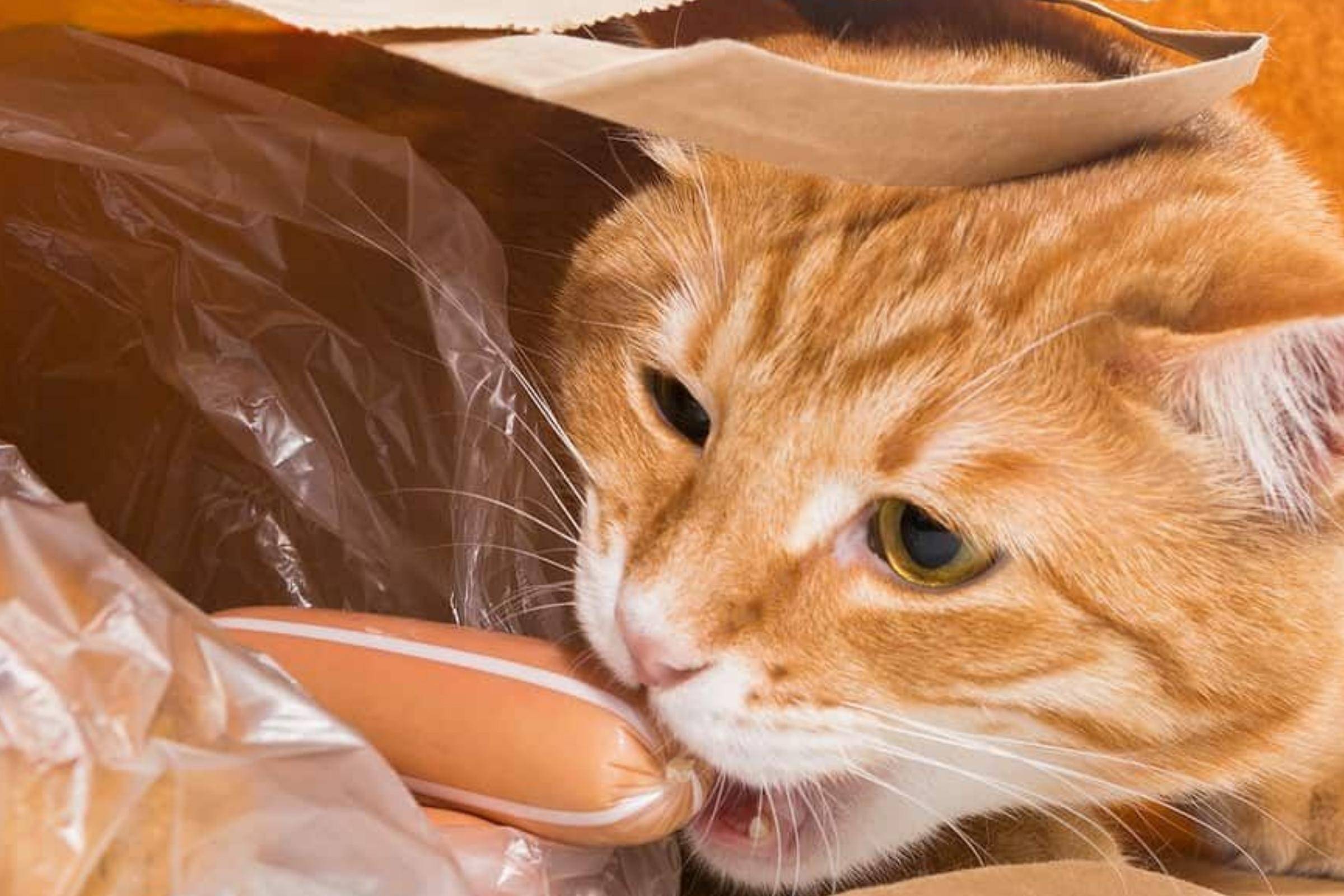Что делать, если кот лижет пакеты?