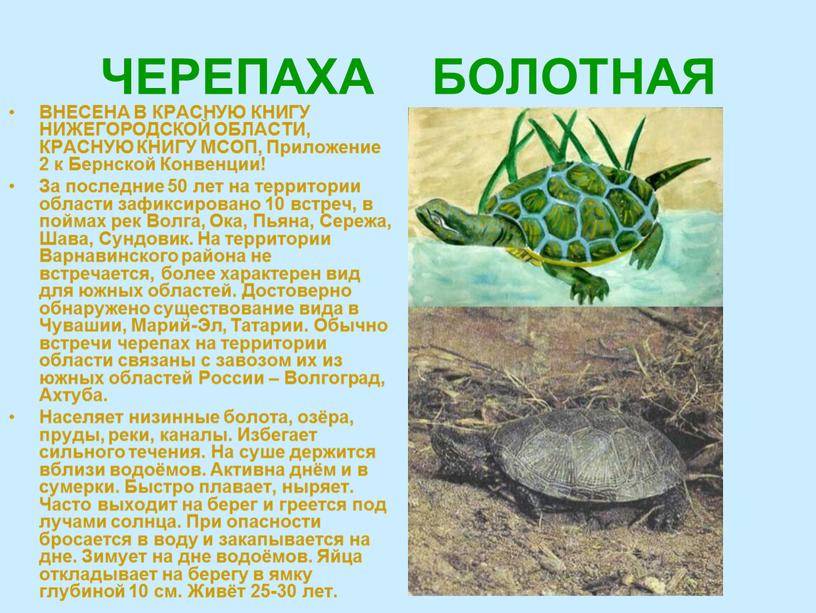 Какие черепахи живут и водятся в россии
