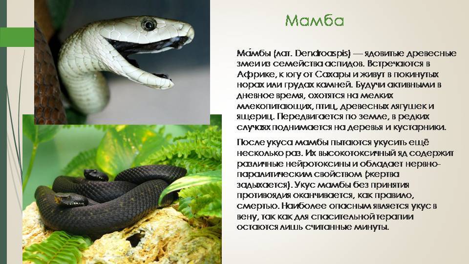 10 самых опасных змей на планете