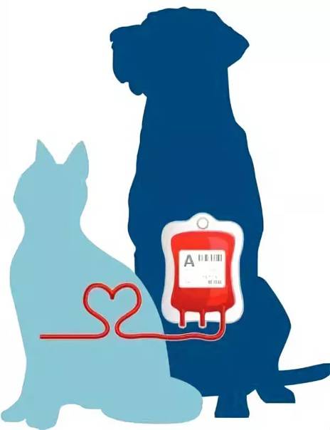 Кошка донор крови. Переливание крови животным. Переливаниеикрови животным. Переливание крови у кошек.