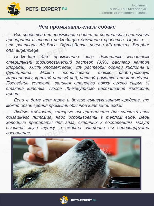 Волкособ - описание породы и характер собаки