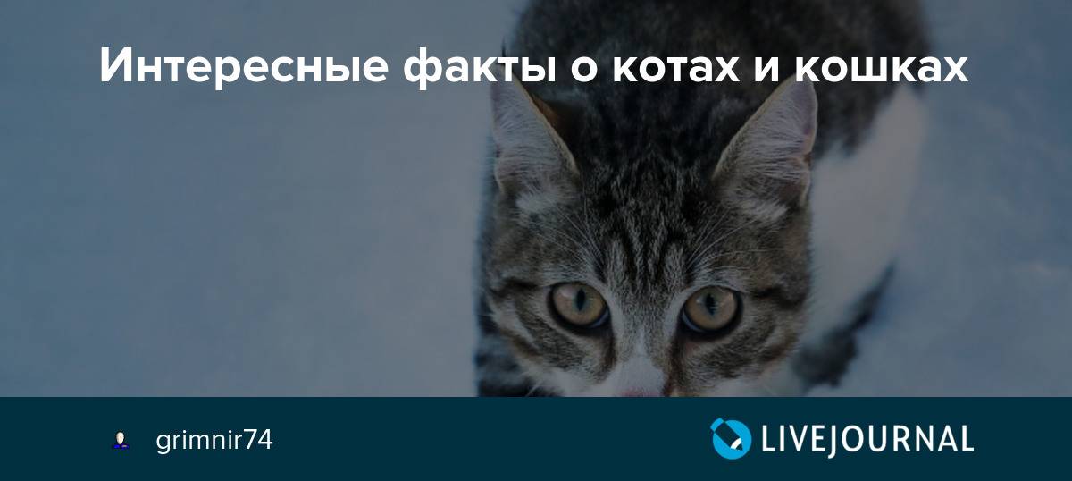 Самые интересные факты о котах и кошках: это стыдно не знать!