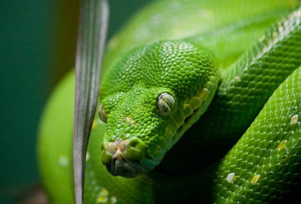 Собакоголовый удав, или зелёный древесный удав (лат. corallus caninus)