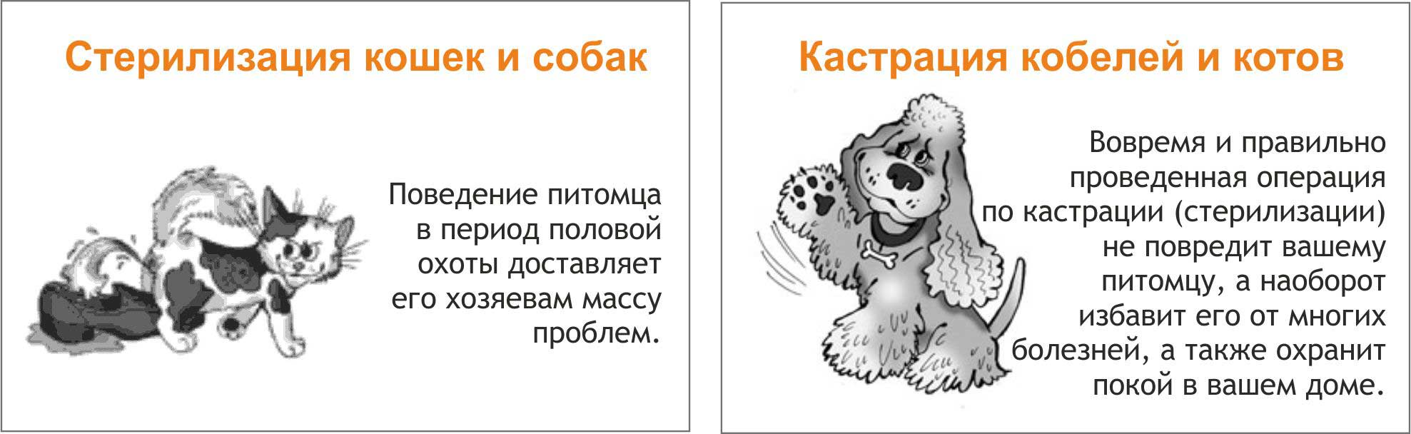 Кастрация собаки: для чего и в каком возрасте делать, плюсы, минусы