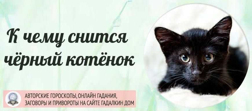 К чему снится котенок