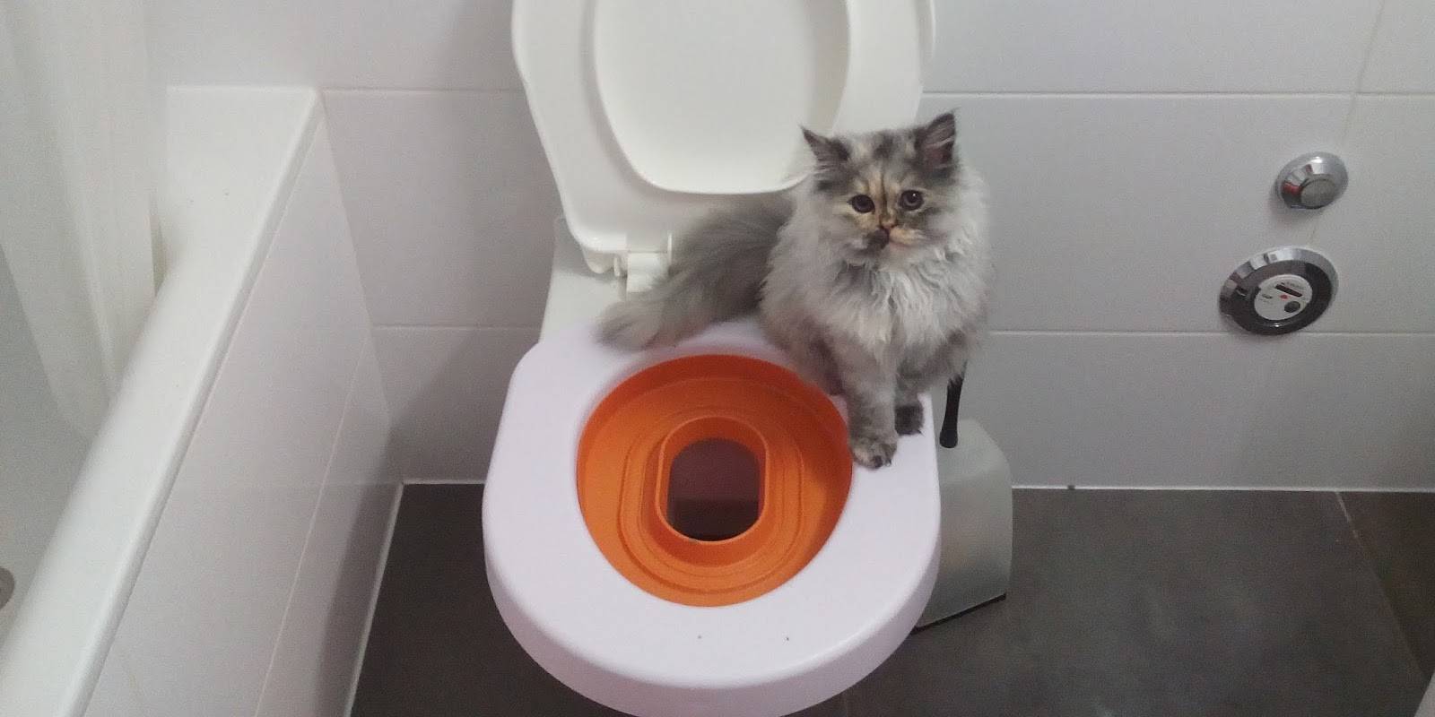 Как приучить котенка к туалету?