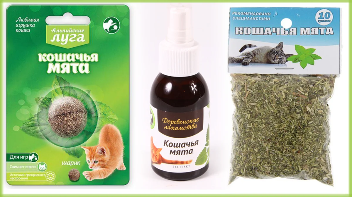Кошачья мята: фото, для чего нужна и как действует, реакция кошек