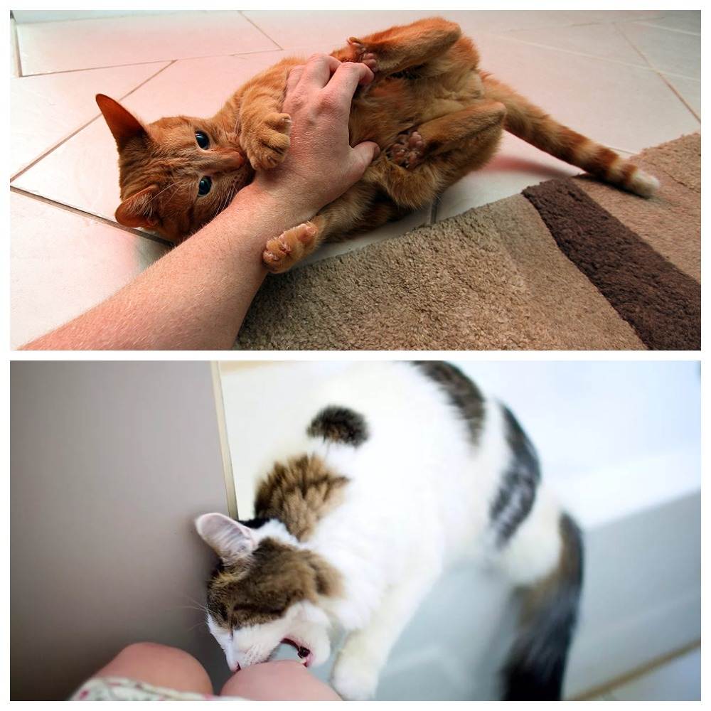 5 способов отучить котенка кусаться и царапаться