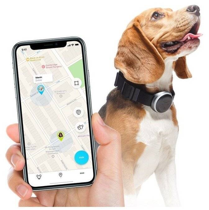 Ошейник с gps для собак: выбор, обзор моделей фирмы garmin (гармин) вт.ч устройства для охотничьих собак