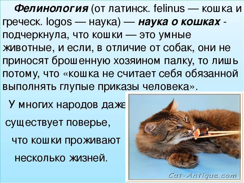 ᐉ есть ли пупок у кота: где искать, есть ли он вообще - kcc-zoo.ru